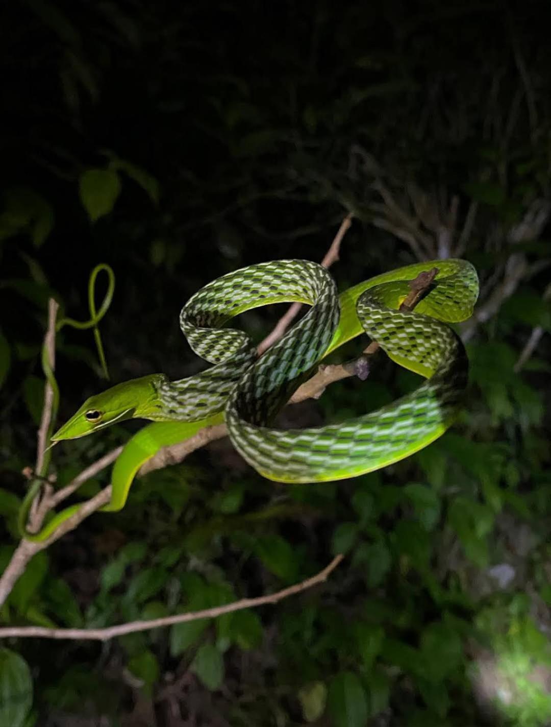דניאיאה Sinharaja Vini Villa מראה חיצוני תמונה