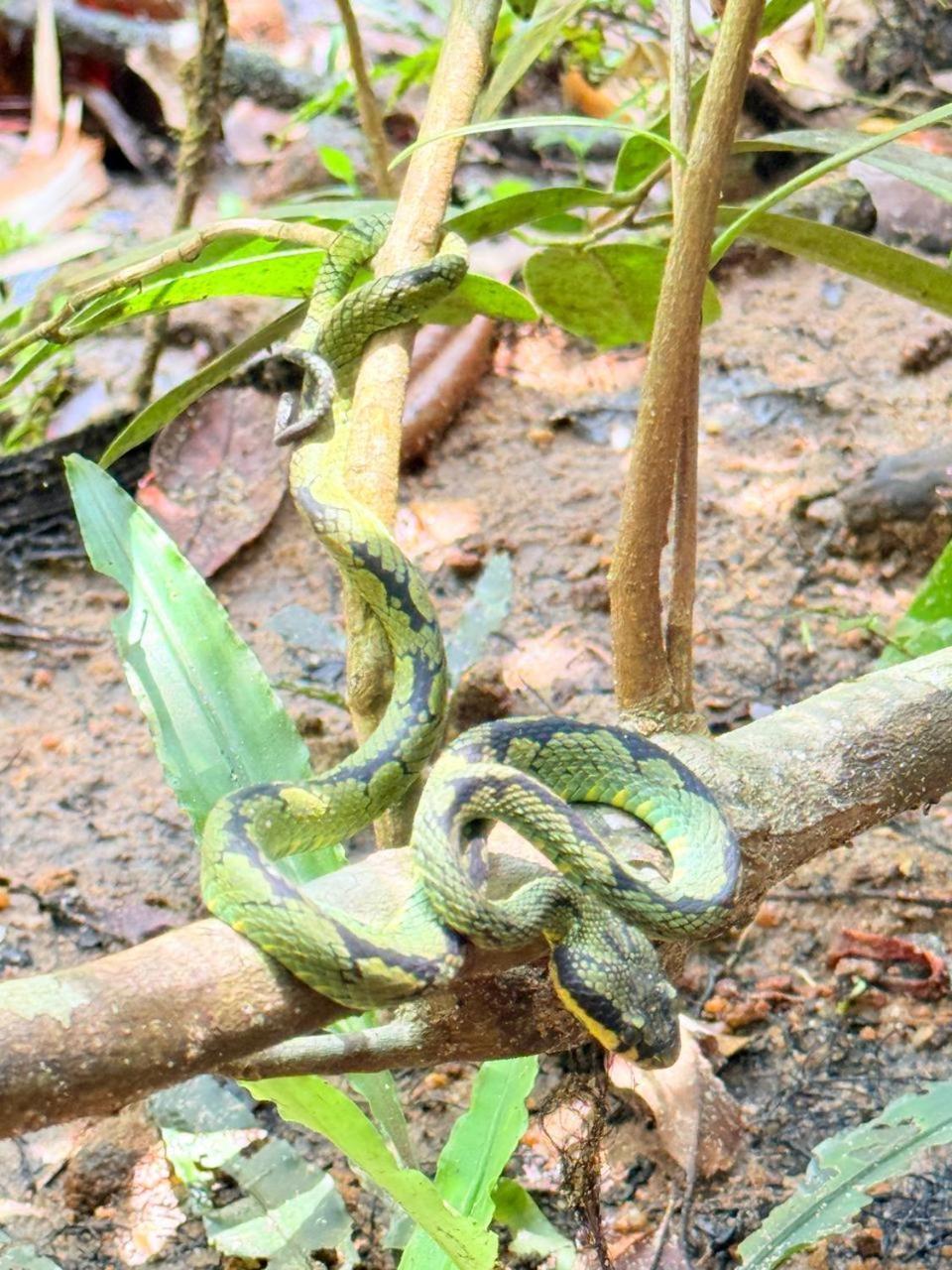 דניאיאה Sinharaja Vini Villa מראה חיצוני תמונה